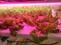 Clayton-farm-lettice-grown