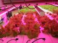 clayton-farm-growing