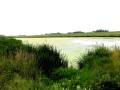 wetland