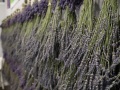 IMG_6149
